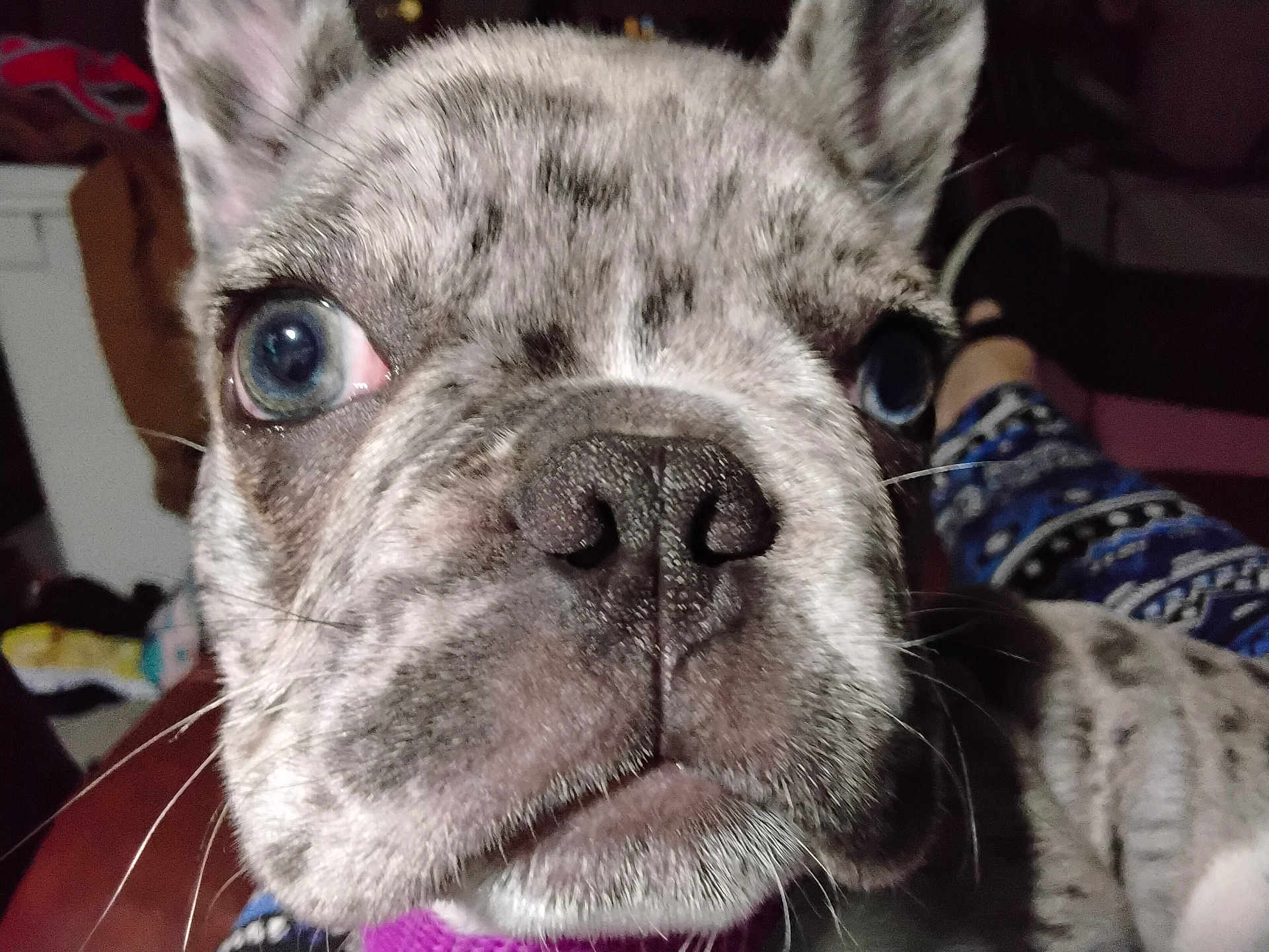 Luna