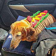 Sandy Sea is registered to the contest to win money with this photo: animal, black_bag, brown_dog, car_interior, costume, cushion, dog, door_handle, fabric, fur, hot_dog_outfit, leather, pet, resting, seat, seatbelt, sunlight, travel, window, zipper