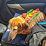 animal, black_bag, brown_dog, car_interior, costume, cushion, dog, door_handle, fabric, fur, hot_dog_outfit, leather, pet, resting, seat, seatbelt, sunlight, travel, window, zipper