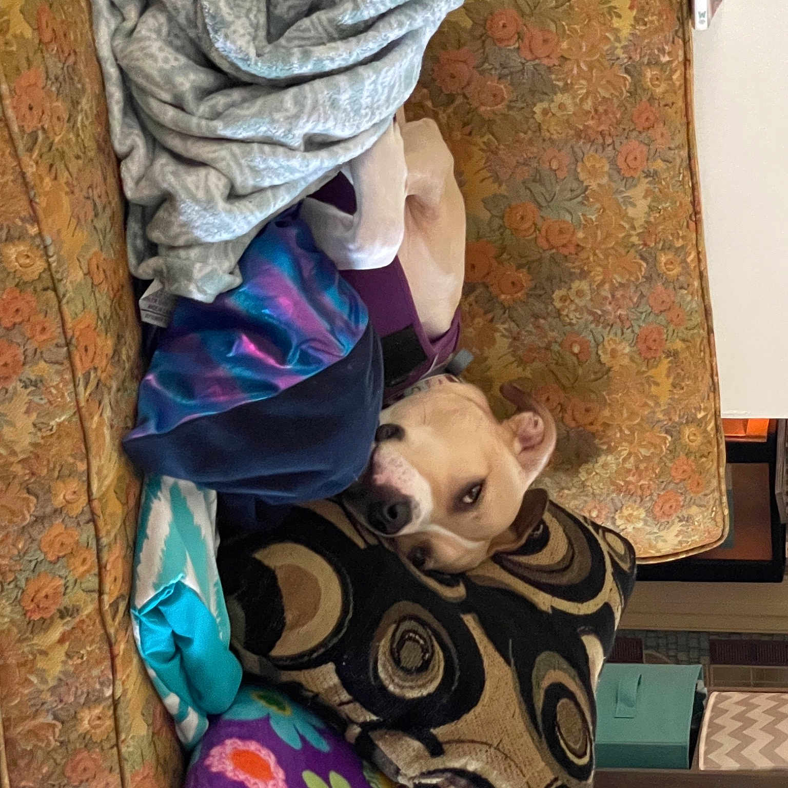 Leelo is registered to the contest to win money with this photo: art, carnivore, eyewear, fawn, felidae, floor, flooring, headgear, human_leg, leg, linens, pattern, room, small_to_medium_sized_cats, sunglasses, textile, toy, tree, wall, wood