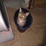 Tigger is registered to the contest to win money with this photo: animal, bucket, cardboard_box, cat, container, cozy, curious, domestic, domestic_animal, feline, floor, flooring, household_items, indoor, looking_up, pet, reflective_eyes, small_space, tabby_cat, tile_floor