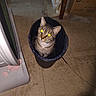 animal, bucket, cardboard_box, cat, container, cozy, curious, domestic, domestic_animal, feline, floor, flooring, household_items, indoor, looking_up, pet, reflective_eyes, small_space, tabby_cat, tile_floor