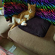 Sabation joined the competition — help win amazing prizes! cat, orange_cat, white_paws, couch, sofa, blanket, rainbow, zebra_stripes, indoor, pet, relaxed, feline, animal, pillow, fur, paw, resting, cozy, home, colorful