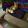 cat, orange_cat, white_paws, couch, sofa, blanket, rainbow, zebra_stripes, indoor, pet, relaxed, feline, animal, pillow, fur, paw, resting, cozy, home, colorful