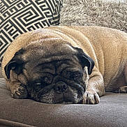 Gooch joined the competition — help win amazing prizes! dog, pug, sleeping, couch, pillows, indoor, pet, relaxing, furniture, brown, wrinkles, napping, cozy, closeup, home, cute, animal, domestic_animal, calm, resting