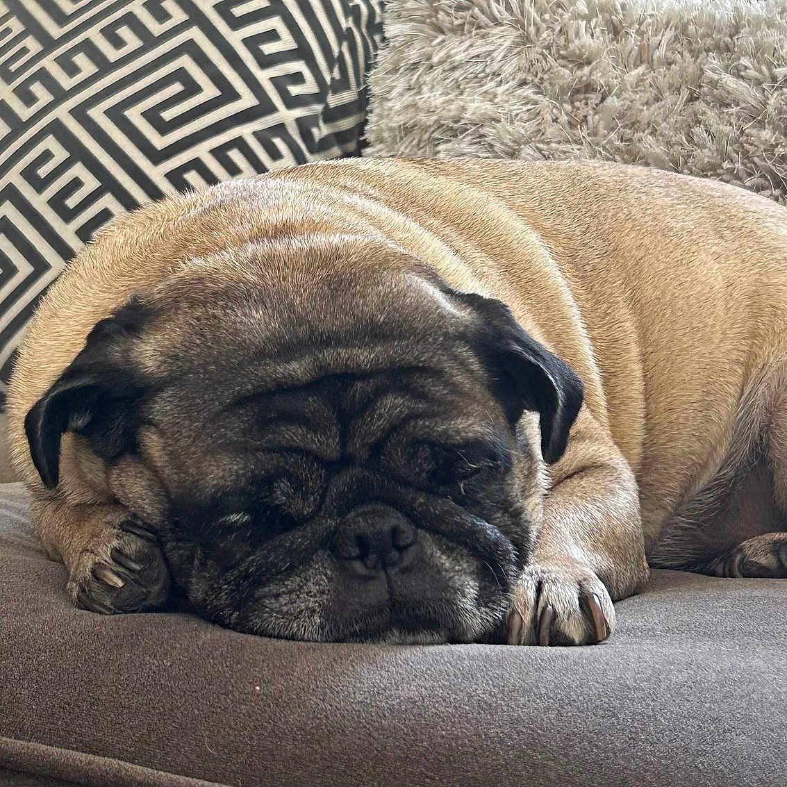 Gooch joined the competition — help win amazing prizes! animal, brown, calm, closeup, couch, cozy, cute, dog, domestic_animal, furniture, home, indoor, napping, pet, pillows, pug, relaxing, resting, sleeping, wrinkles