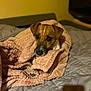dog, blanket, bed, cozy, indoor, brown, white, pet, cute, fur, animal, resting, comfort, warm, paw, ears, snout, sleepy, domestic, companion