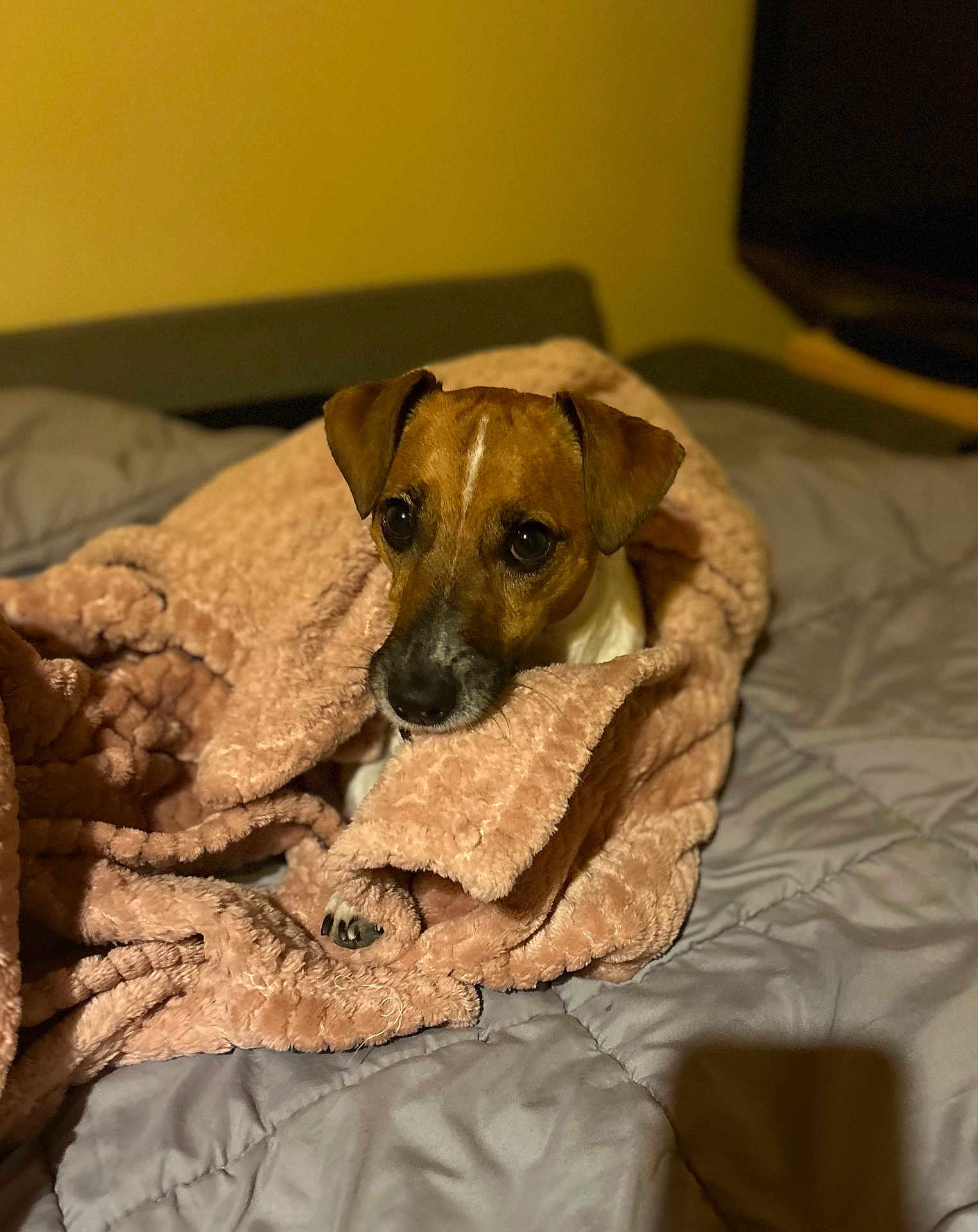 Didou participe au concours pour gagner de l'argent avec cette photo : dog, blanket, bed, cozy, indoor, brown, white, pet, cute, fur, animal, resting, comfort, warm, paw, ears, snout, sleepy, domestic, companion