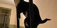 Gus joined the competition — help win amazing prizes! cat, tuxedo_cat, climbing, ladder, indoor, hallway, metal, railing, curious, pet, animal, black_and_white, paws, fur, vertical, home, stairs, wood_paneling, low_light, adventure