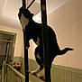 cat, tuxedo_cat, climbing, ladder, indoor, hallway, metal, railing, curious, pet, animal, black_and_white, paws, fur, vertical, home, stairs, wood_paneling, low_light, adventure
