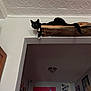 Gus is registered to the contest to win money with this photo: cat, black_cat, white_paws, wooden_shelf, doorway, ceiling, indoor, wall_art, painting, light_fixture, curious, feline, pet, resting, home, decor, animal, loft, high_perch, relaxed