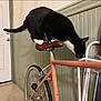 Gus joined the competition — help win amazing prizes! cat, bicycle, indoor, black_and_white, curious, pet, animal, saddle, wheel, handlebar, floor, door, paneling, metal, frame, white_paws, tail, sniffing, feline, domestic