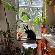 Gus is registered to the contest to win money with this photo: cat, indoor, window, houseplant, trash_can, kitchen, sunlight, greenery, pot, counter, wood_cabinet, leaf, curious, black_and_white, feline, natural_light, decor, home, pet, plant_pot