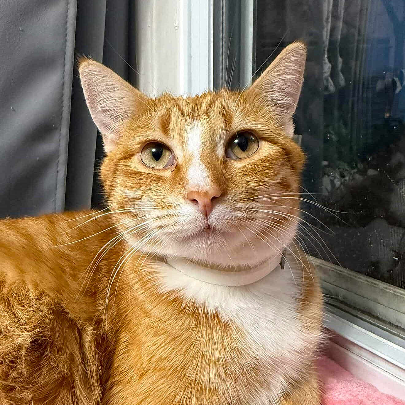 Monito joined the competition — help win amazing prizes! animal, cat, close_up, cozy, domestic_cat, feline, fur, green_eyes, household, indoor, orange_tabby, pet, pink_blanket, portrait, relaxed, resting, soft_light, whiskers, window