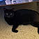 Sylvester