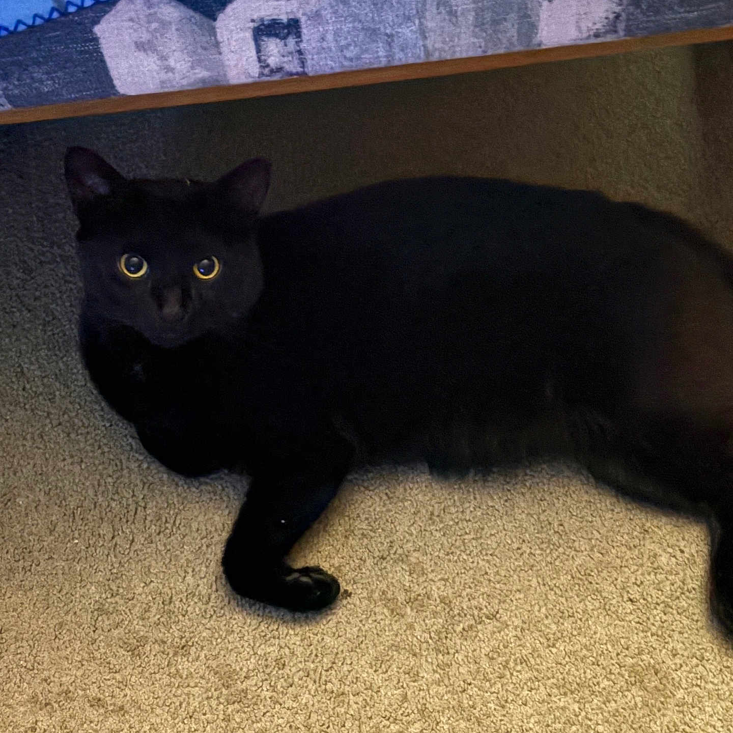 Sylvester