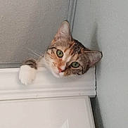 Roxi joined the competition — help win amazing prizes! cat, door, paw, curious, peeking, green_eyes, indoor, tabby, white_paw, wall, door_frame, closeup, pet, animal, feline, playful, looking, resting_paw, head, expression