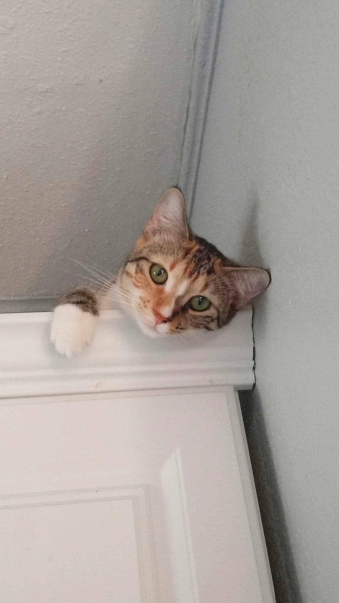 Roxi joined the competition — help win amazing prizes! cat, door, paw, curious, peeking, green_eyes, indoor, tabby, white_paw, wall, door_frame, closeup, pet, animal, feline, playful, looking, resting_paw, head, expression