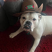Duchess is registered to the contest to win money with this photo: bulldog, dog, hat, cowboy_hat, white_dog, pet, indoor, carpet, red_carpet, hand, animal, cute, adorable, funny, portrait, domestic_animal, laying, resting, living_room, brown_hat