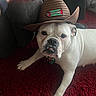 bulldog, dog, hat, cowboy_hat, white_dog, pet, indoor, carpet, red_carpet, hand, animal, cute, adorable, funny, portrait, domestic_animal, laying, resting, living_room, brown_hat