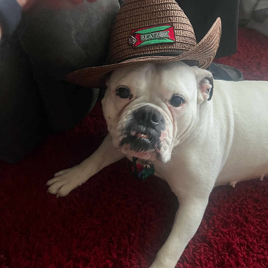 Duchess is registered to the contest to win money with this photo: bulldog, dog, hat, cowboy_hat, white_dog, pet, indoor, carpet, red_carpet, hand, animal, cute, adorable, funny, portrait, domestic_animal, laying, resting, living_room, brown_hat