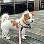 dog, pet, leash, collar, wooden_dock, outdoor, fur, small_dog, curly_tail, brown_and_white, standing, alert, waterfront, daylight, canine, animal, cute, fluffy, companion, nature