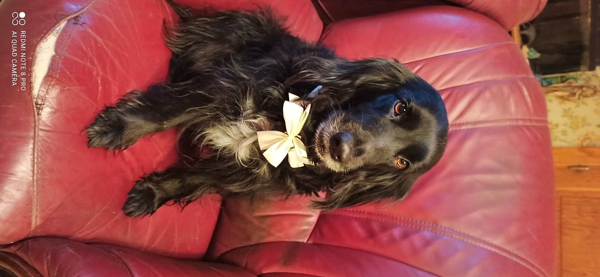 Leïla a rejoint le concours — aidez-le/la à gagner de superbes lots ! canidae, carnivore, comfort, companion_dog, dog, dog_breed, fawn, fur, liver, nap, paw, small_terrier, snout, spaniel, sporting_group, tail, terrier, toy_dog, whiskers, working_animal