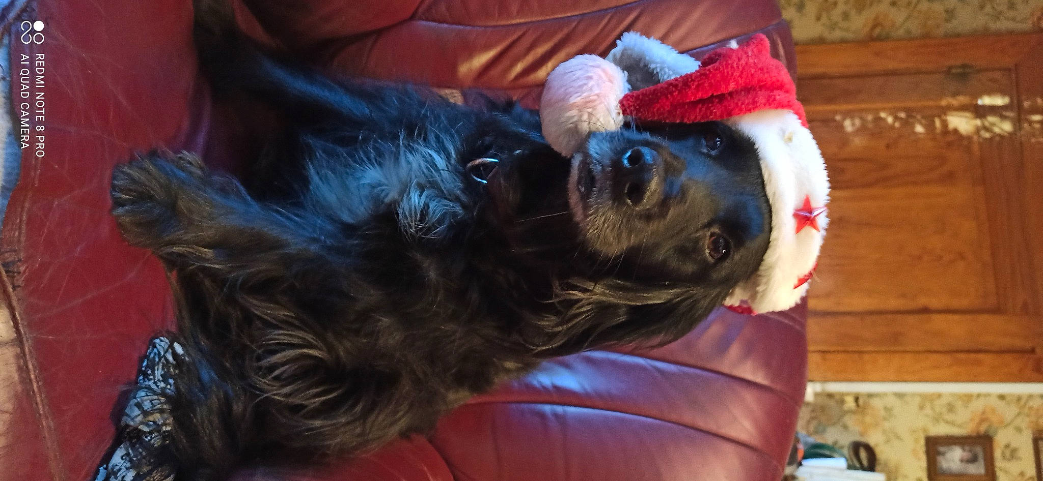 Leïla a rejoint le concours — aidez-le/la à gagner de superbes lots ! canidae, carnivore, comfort, companion_dog, dog, dog_breed, dog_supply, ear, fawn, fur, liver, party_hat, schnauzer, small_terrier, snout, sporting_group, terrier, toy_dog, whiskers, working_animal