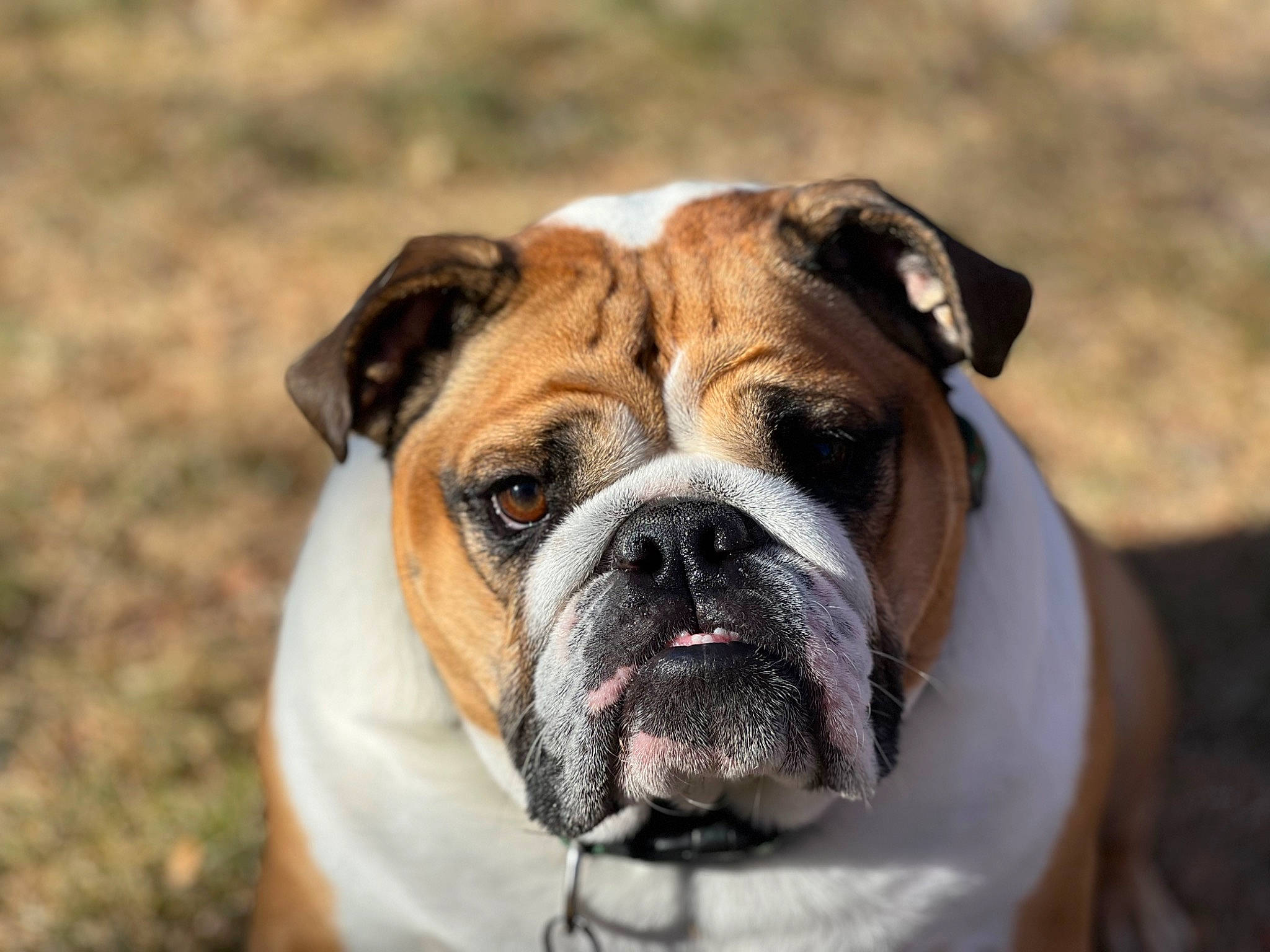 Stella joined the competition — help win amazing prizes! ancient_dog_breeds, biting, bulldog, canidae, carnivore, collar, companion_dog, dog, dog_breed, dog_collar, fawn, grass, non_sporting_group, plant, snout, sporting_group, terrestrial_animal, whiskers, working_dog, wrinkle