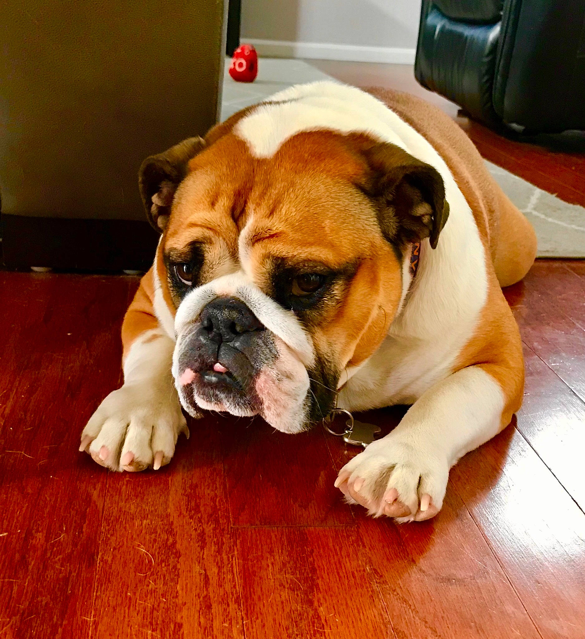 Stella is registered to the contest to win money with this photo: bored, bulldog, carnivore, comfort, companion_dog, dog, dog_breed, fawn, flooring, hardwood, kitchen_appliance, paw, snout, sporting_group, terrestrial_animal, whiskers, wood, working_animal, working_dog, wrinkle
