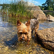 Tobie joined the competition — help win amazing prizes! animal, blue_sky, canine, clear_water, curious, daytime, dog, fur, grass, nature, outdoor, pet, riverbank, rocks, shallow_water, small_dog, summer, sunlight, water, wet