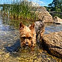 animal, blue_sky, canine, clear_water, curious, daytime, dog, fur, grass, nature, outdoor, pet, riverbank, rocks, shallow_water, small_dog, summer, sunlight, water, wet