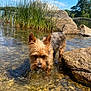 Tobie joined the competition — help win amazing prizes! adventure, animal, canine, clear_sky, daytime, dog, grass, lake, landscape, nature, outdoor, pet, rocks, scenic, shallow_water, small_dog, summer, sunlight, water, wet