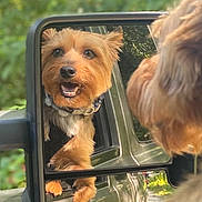 Tobie joined the competition — help win amazing prizes! dog, side_mirror, car, window, outdoor, reflection, happy, pet, collar, fur, vehicle, nature, greenery, daylight, canine, smiling, travel, road_trip, animal, closeup