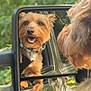 dog, side_mirror, car, window, outdoor, reflection, happy, pet, collar, fur, vehicle, nature, greenery, daylight, canine, smiling, travel, road_trip, animal, closeup