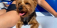 Tobie is registered to the contest to win money with this photo: animal, dog, ears, float, fur, happy, leisure, outdoor, paw, person, pet, relaxation, skin, small_dog, summer, sunlight, swimsuit, tongue_out, vacation, water