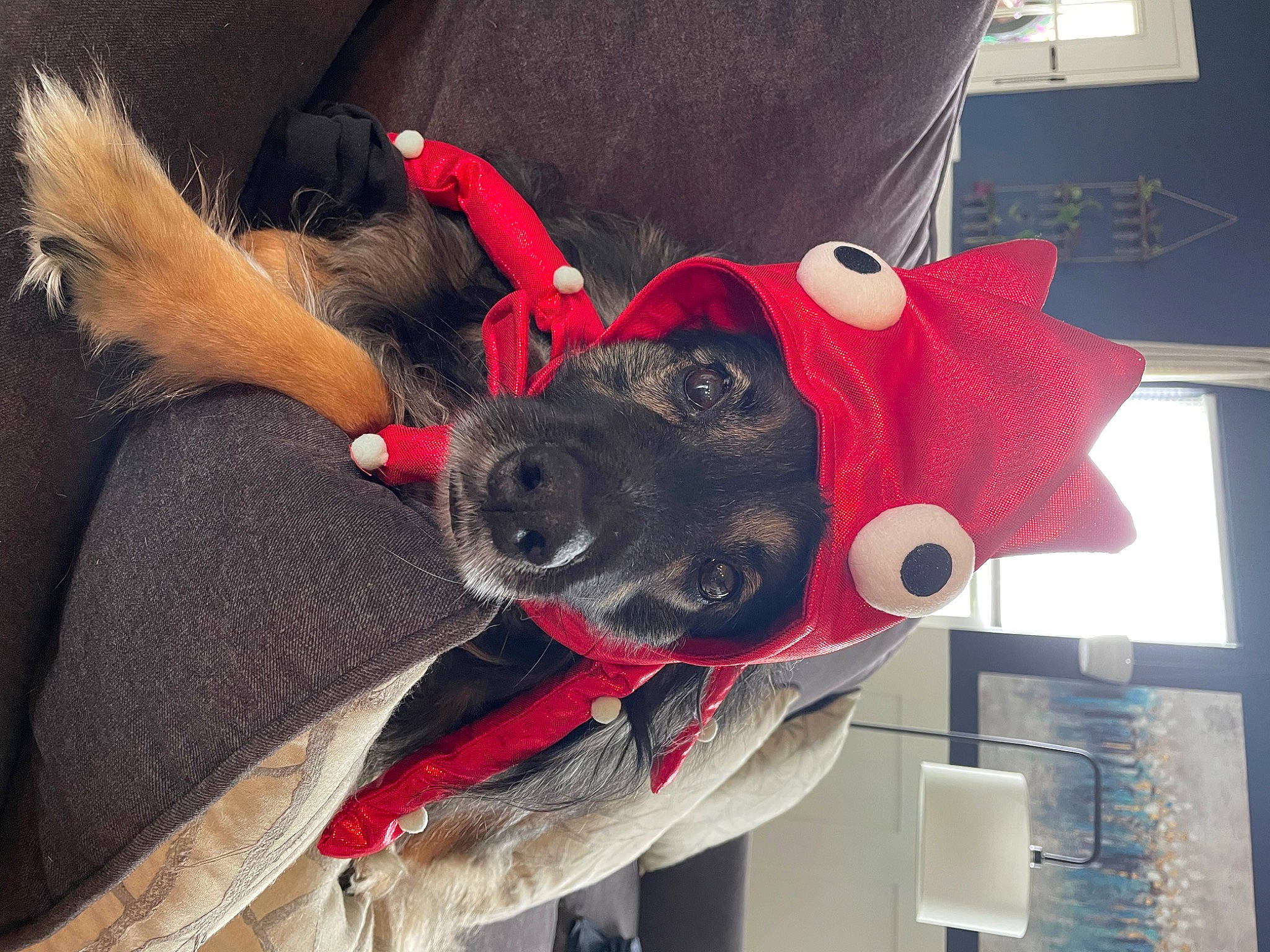 Rowdy is registered to the contest to win money with this photo: canidae, carmine, carnivore, collar, comfort, companion_dog, dog, dog_breed, dog_collar, dog_supply, ear, fashion_accessory, fur, gesture, personal_protective_equipment, selfie, sleeve, snout, sporting_group, working_animal