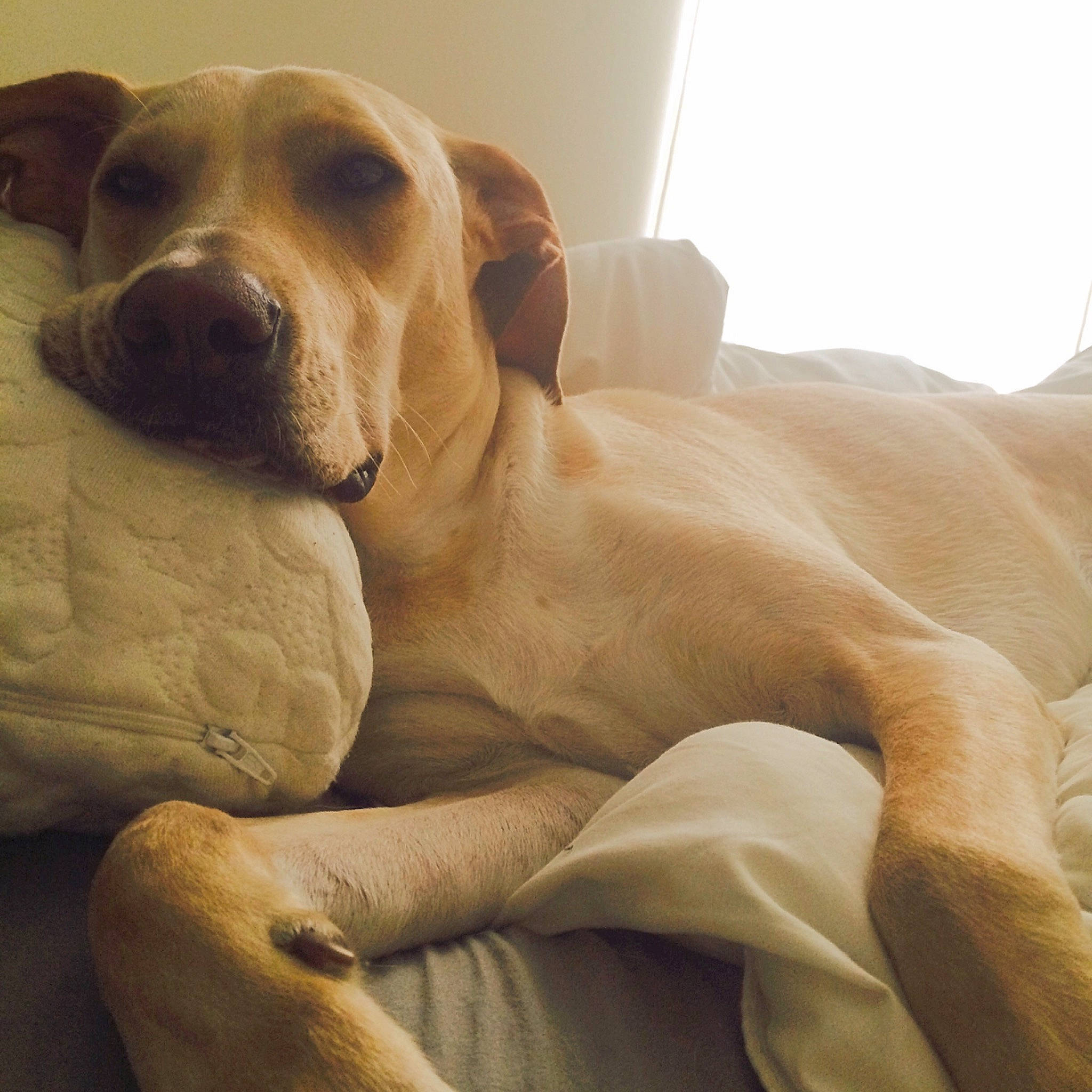 Jules is registered to the contest to win money with this photo: canidae, carnivore, comfort, companion_dog, dog, dog_breed, ear, fawn, fur, gun_dog, head, metal, non_sporting_group, paw, snout, sporting_group, terrestrial_animal, whiskers, working_animal