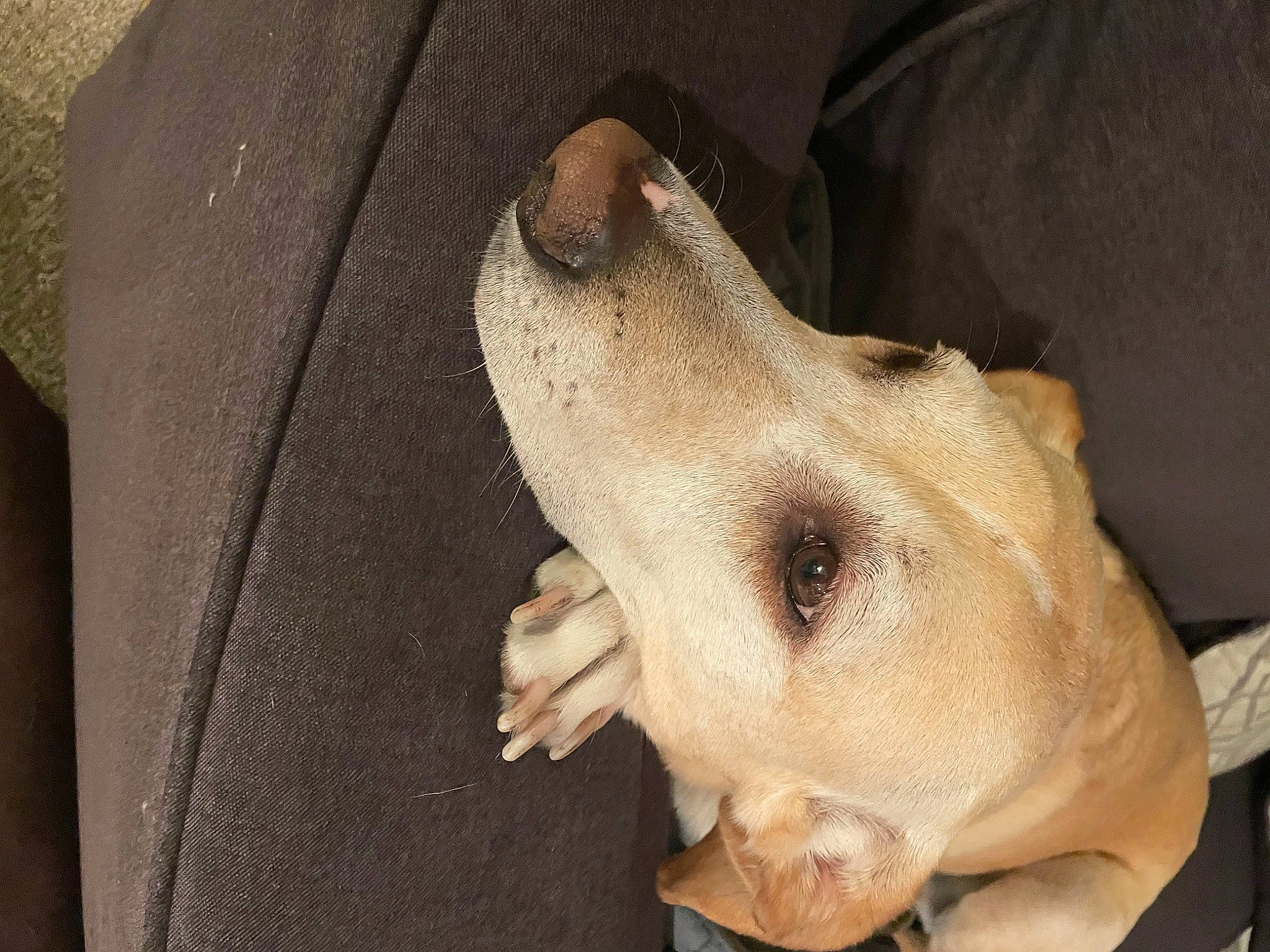 Jules joined the competition — help win amazing prizes! canidae, companion_dog, dish, dog, dog_breed, ear, fawn, jaw, non_sporting_group, snout, sporting_group, terrestrial_animal, wood, working_animal