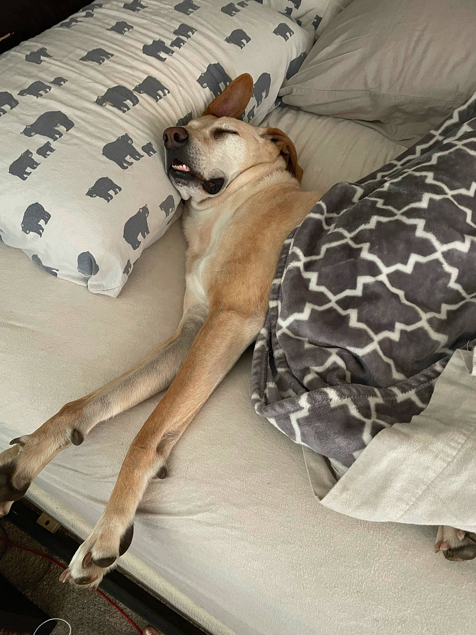 Jules is registered to the contest to win money with this photo: bed, bedding, carnivore, comfort, companion_dog, couch, dog, dog_breed, dog_supply, fawn, foot, furniture, human_leg, knee, linens, pillow, textile, thigh, watch, wood