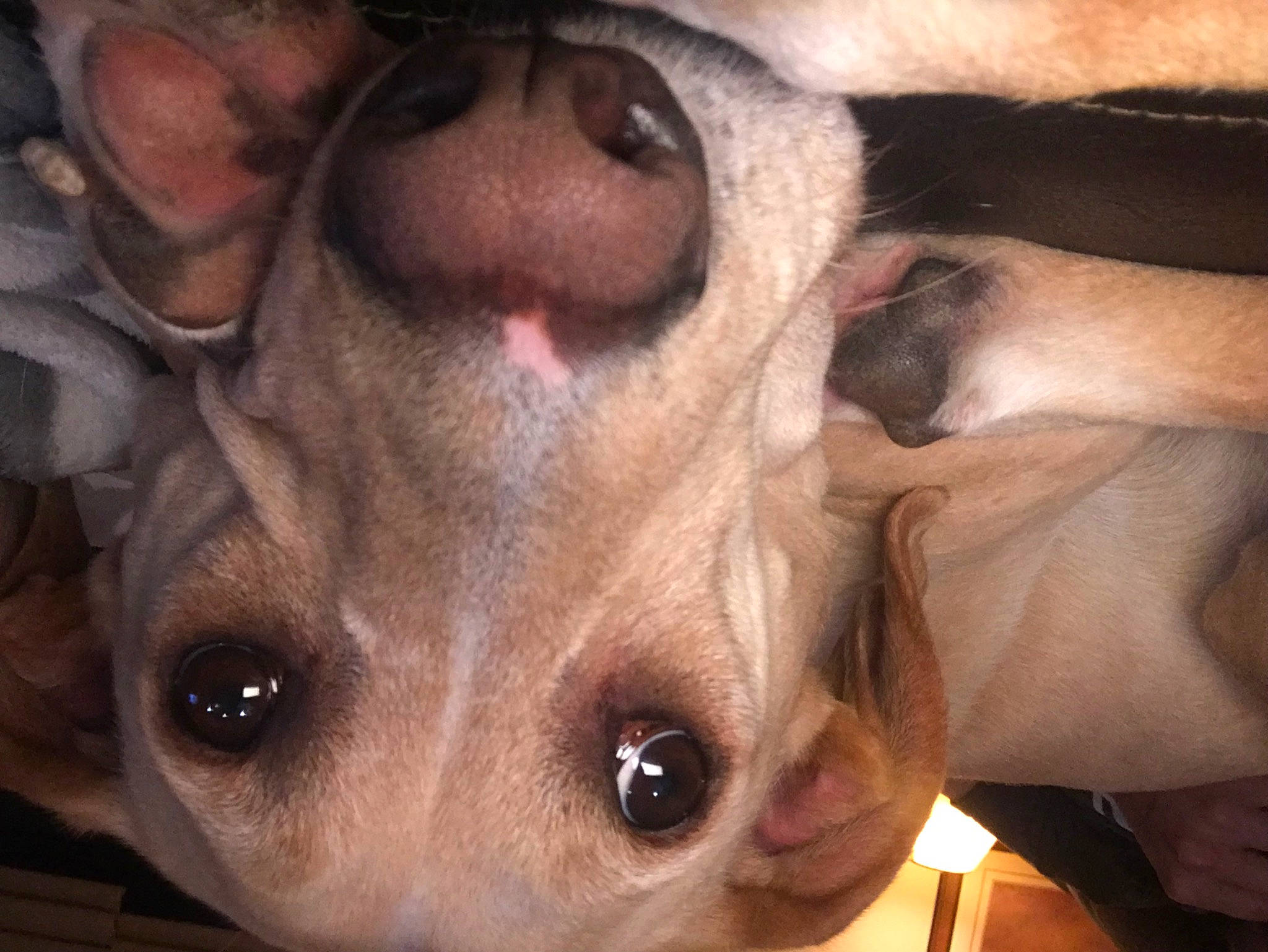 Jules joined the competition — help win amazing prizes! canidae, carnivore, close_up, companion_dog, dog, dog_breed, ear, eyelash, fawn, fur, jaw, liver, nose, organ, selfie, snout, sporting_group, whiskers, wildlife, working_animal