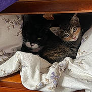 Peaches is registered to the contest to win money with this photo: kitten, cat, black_and_white_cat, tabby_cat, blanket, floral_pattern, wooden_frame, cozy, cute, pets, indoor, fur, whiskers, eyes, resting, nestled, curious, small, animal, companions