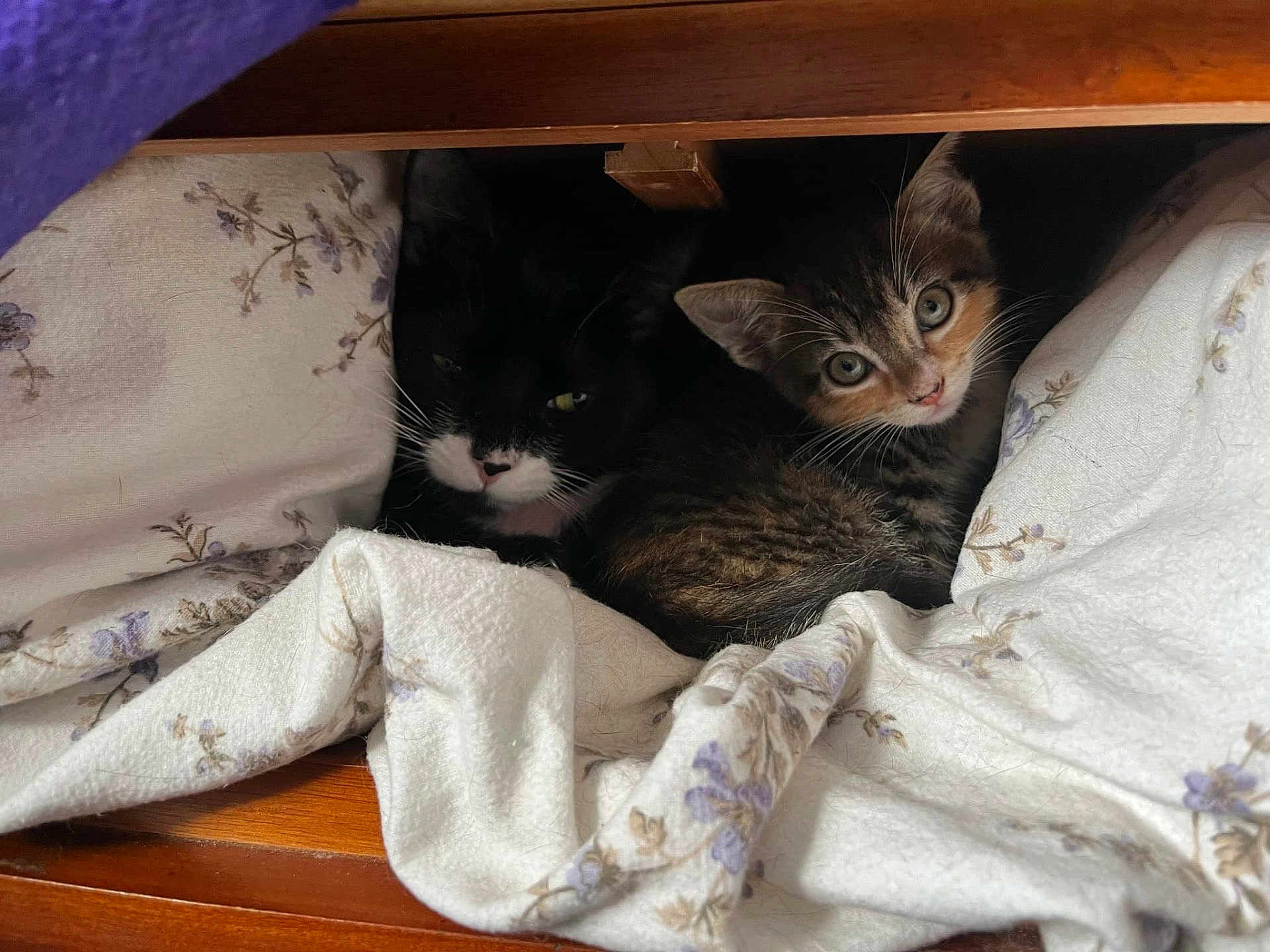 Peaches is registered to the contest to win money with this photo: kitten, cat, black_and_white_cat, tabby_cat, blanket, floral_pattern, wooden_frame, cozy, cute, pets, indoor, fur, whiskers, eyes, resting, nestled, curious, small, animal, companions