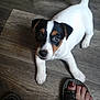Roxie participe au concours pour gagner de l'argent avec cette photo : carnivoran, companion_dog, danish_swedish_farmdog, dog, dog_breed, dog_breed_group, dog_like_mammal, jack_russell_terrier, mammal, miniature_fox_terrier, parson_russell_terrier, puppy, rat_terrier, ratonero_bodeguero_andaluz, russell_terrier, smooth_fox_terrier, snout, tenterfield_terrier, terrier, vertebrate