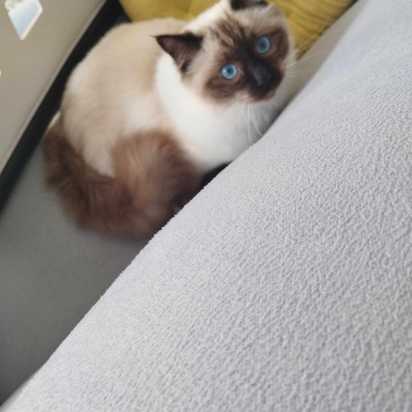 Ruby a rejoint le concours — aidez-le/la à gagner de superbes lots ! animal, blanket, cat, couch, furniture, homedecor, kitten, manx, pet, siamese