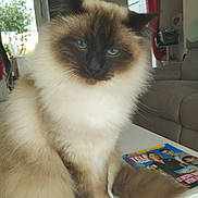 Rubys a rejoint le concours — aidez-le/la à gagner de superbes lots ! cat, blue_eyes, fluffy, fur, table, magazine, living_room, sofa, domestic, pet, whiskers, ears, face, tail, houseplant, window, curtains, furniture, cozy, indoor