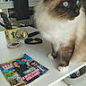 blue_eyes, cat, chair, close_up, curious, decor, dining_room, domestic_animal, fluffy, fur, furniture, household_items, indoor, magazine, pet, remote_control, snow_globe, sunglasses, table, white_table