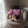 Rubys participe au concours pour gagner de l'argent avec cette photo : cat, chair, blanket, indoor, furniture, pet, sleeping, cozy, window, curtain, light, relaxing, domestic, animal, tabby_cat, long_hair_cat, pink, beige, quiet, home