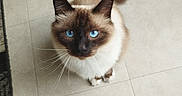 Rubys a rejoint le concours — aidez-le/la à gagner de superbes lots ! cat, siamese_cat, blue_eyes, fur, pet, animal, indoor, floor, tile, curious, whiskers, tail, cute, domestic_cat, looking_up, mammal, feline, close_up, sitting, adorable