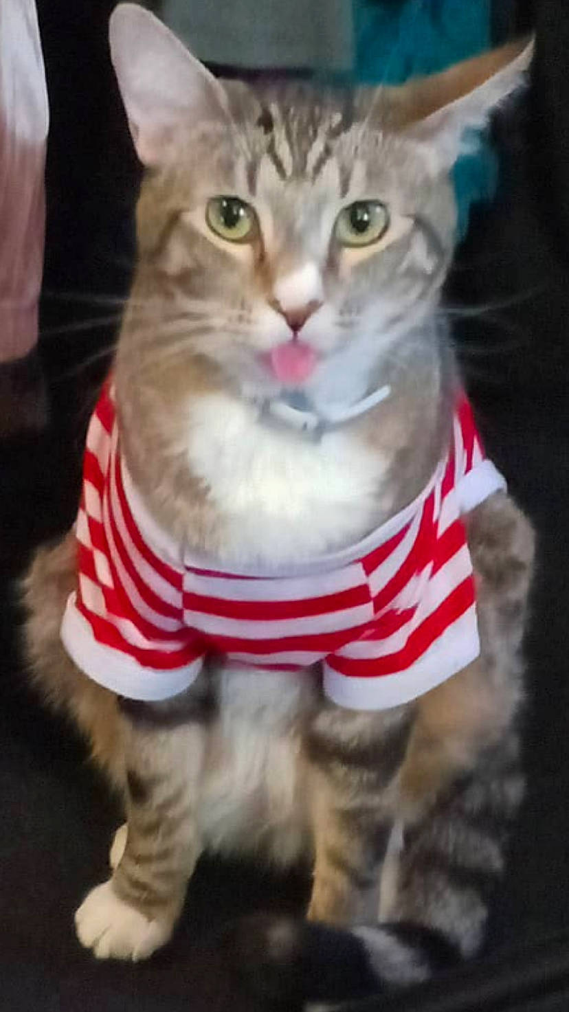 Teddy Bear is registered to the contest to win money with this photo: carnivore, cat, collar, domestic_short_haired_cat, felidae, fur, pet_supply, small_to_medium_sized_cats, snout, tabby_cat, vertebrate, whiskers